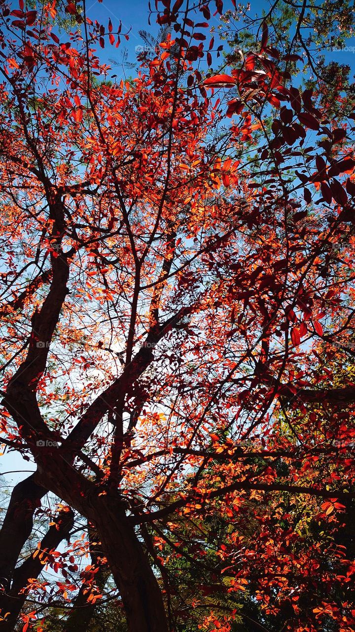 Red leaves season.