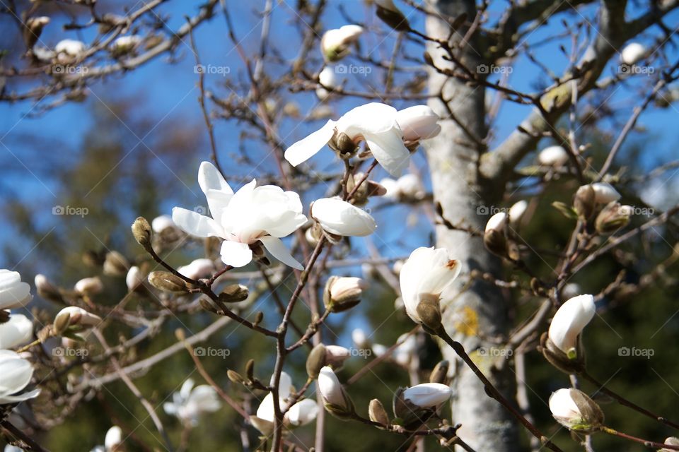 Japanese magnolia 
Magnolia Kobus