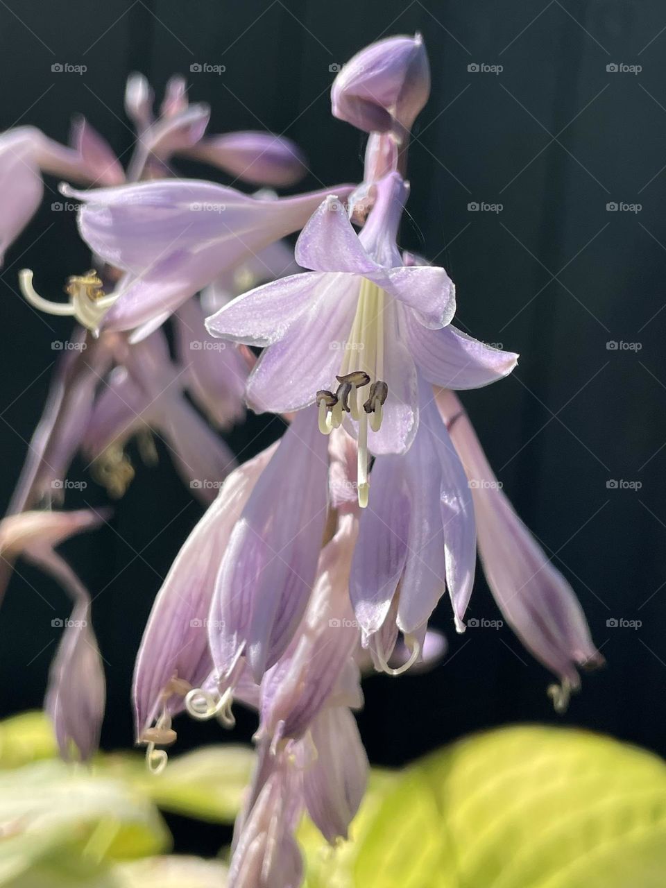 The Hosta has flowered … looking a bit bedraggled after all our rainy days but the bees are busy buzzing from one to another 💜