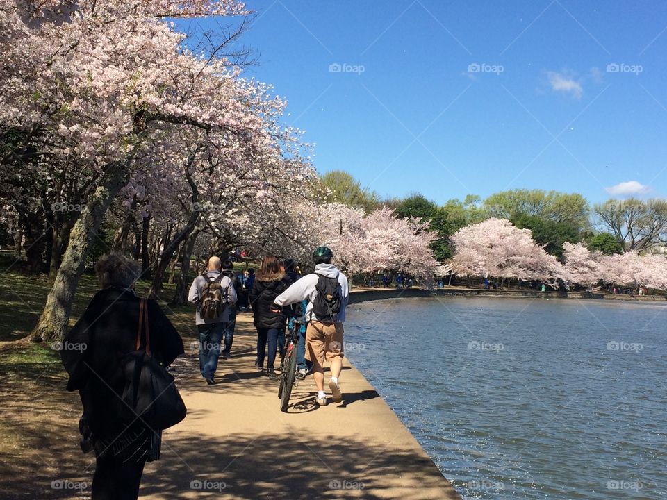 Cherry Blossom Walk