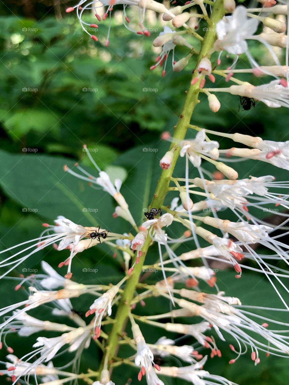 Ants on tropical flower 