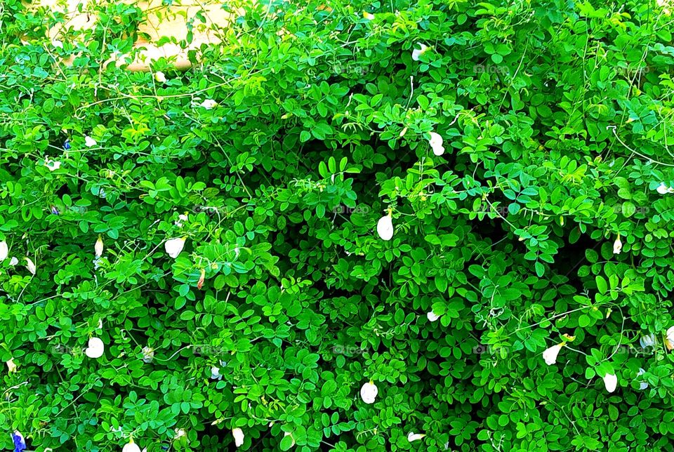 Beautiful white butterfly pea flower 🌺🌻🌹🌷plant