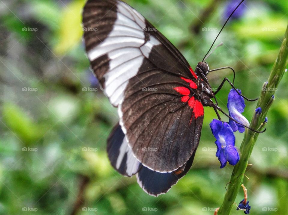 Sapho Longwing Tropical Butterfly. Colorful Butterfly In The Rainforest
