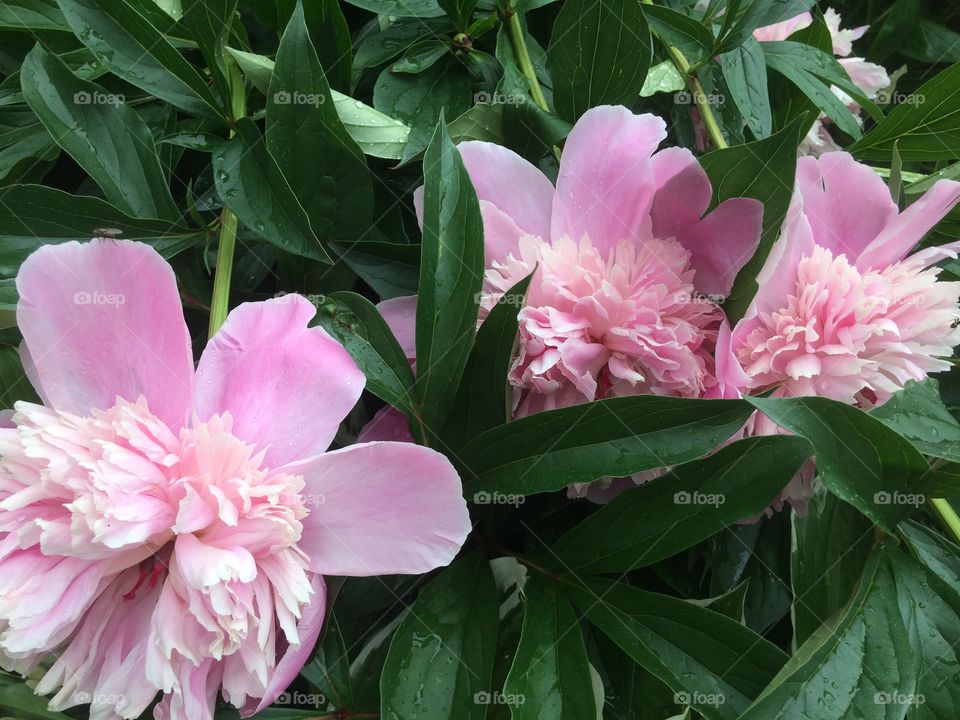 Pink peonies 