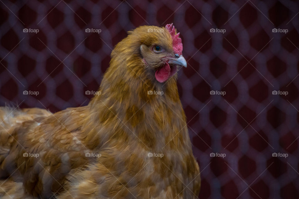 Hen