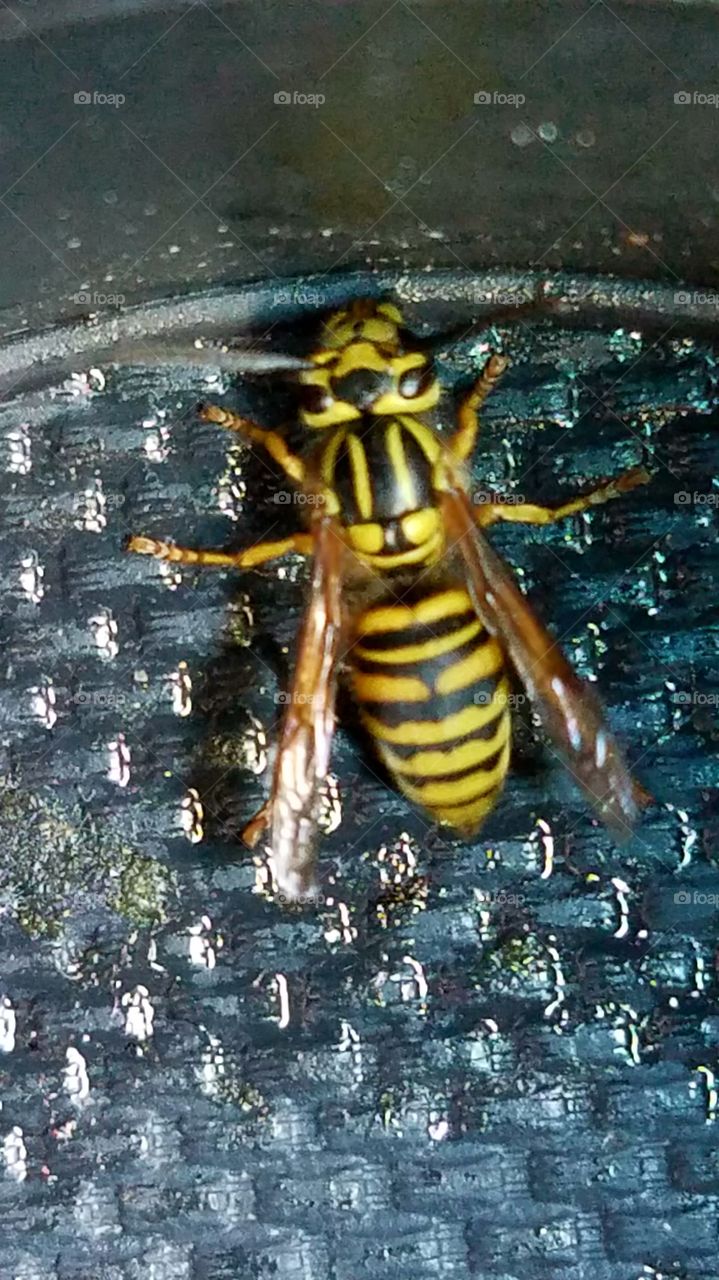 High angle view of yellow and black bee
