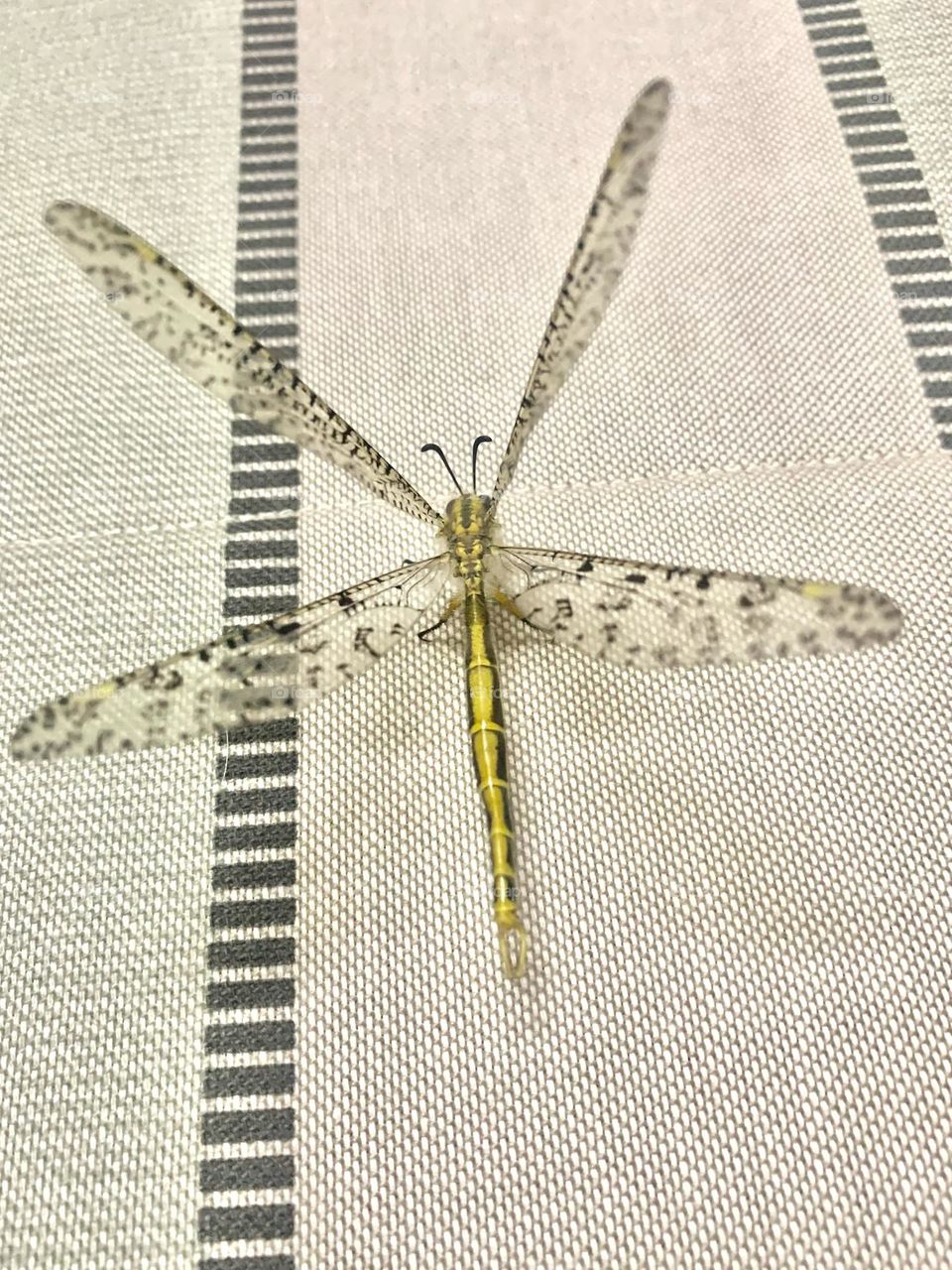 Golden dragonfly in South Africa 