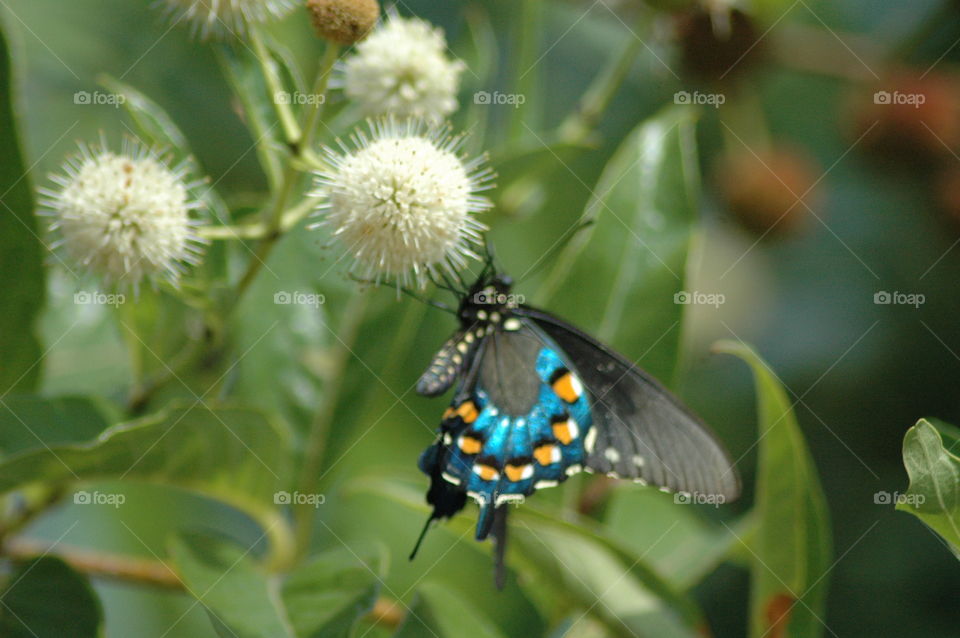 swallowtail buttonbush