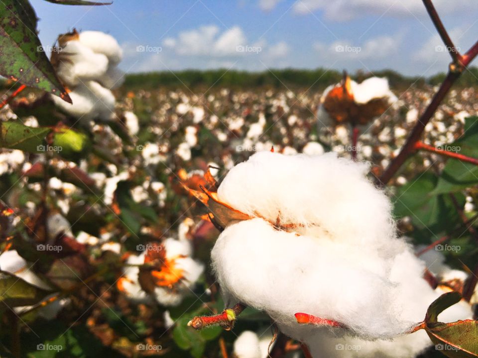 Cotton Field