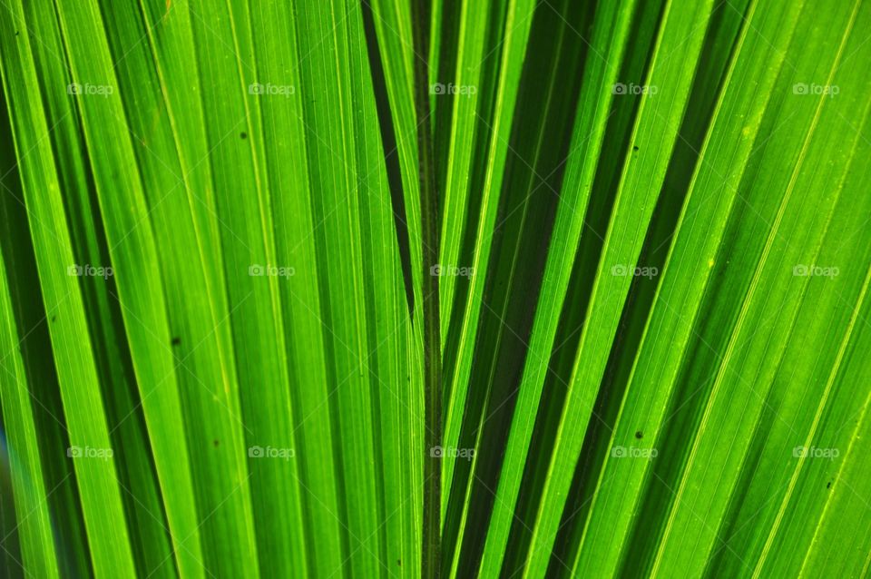 Young coconut leaf texture. Coconut leaf background. Light green leaf background.