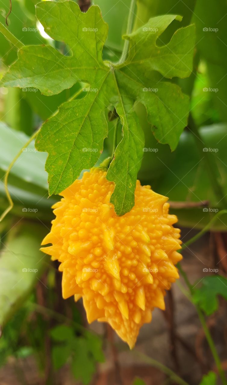 fruit of a plant 🌱