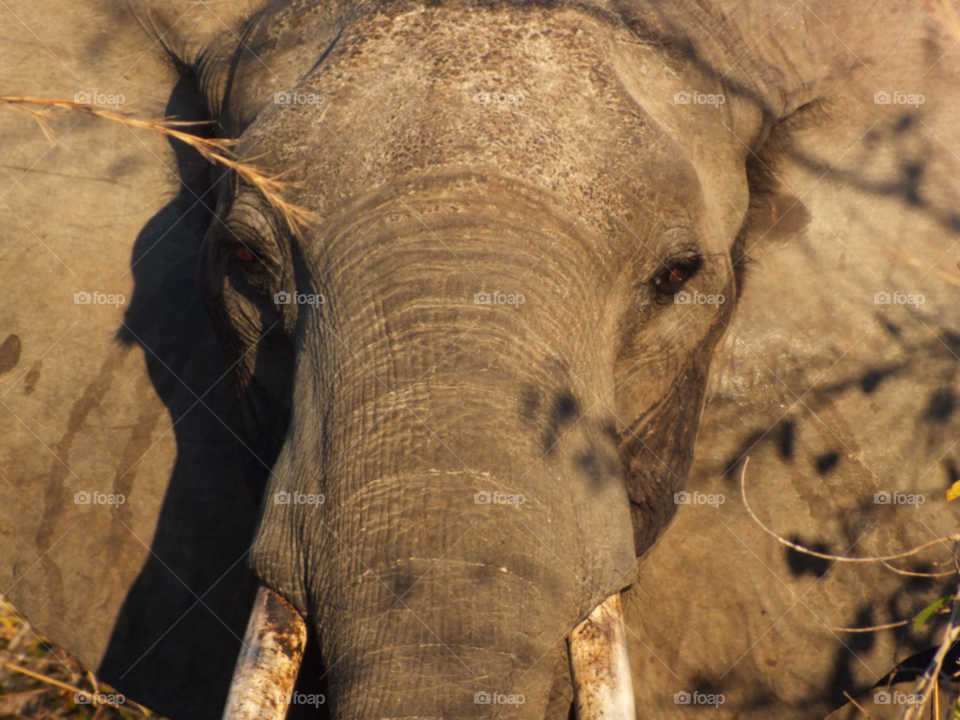 eyes elephant safari tusks by Ellie.dixon5
