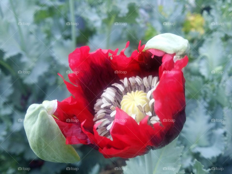 Red Poppy Flower