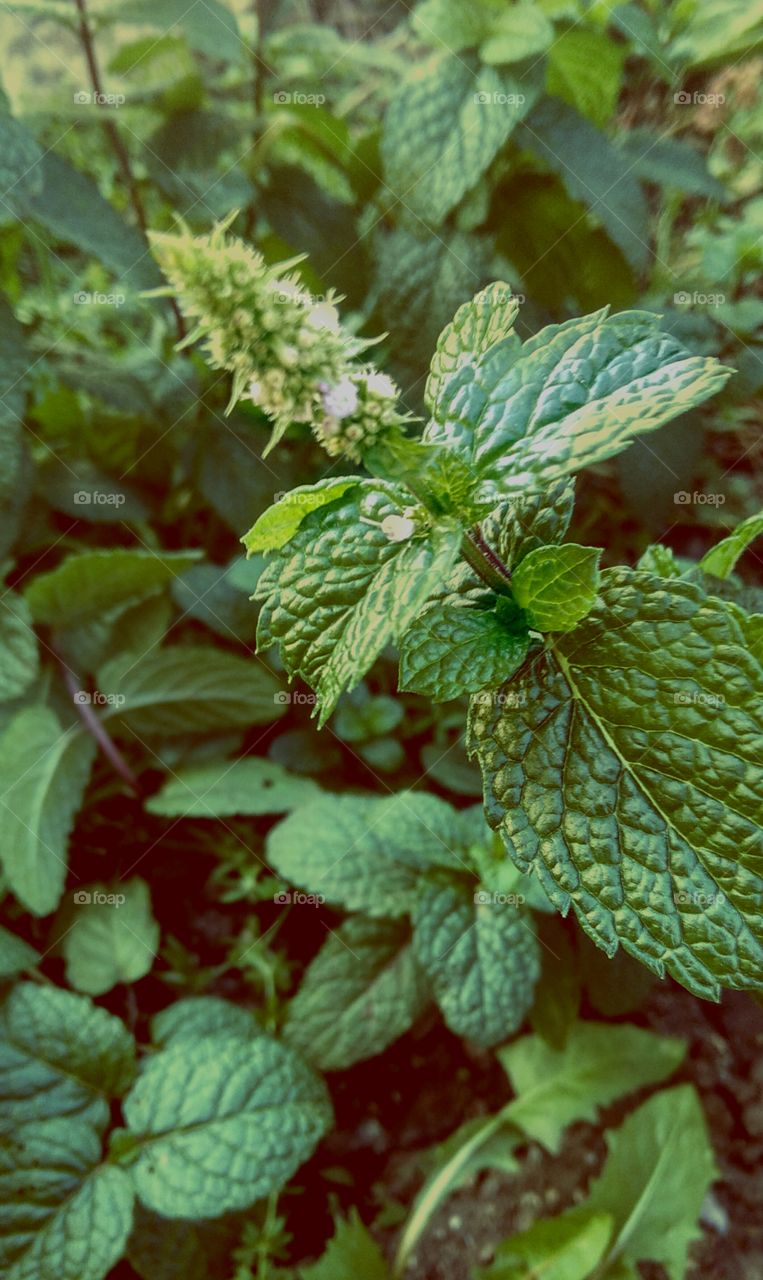 fragrant mint in the garden