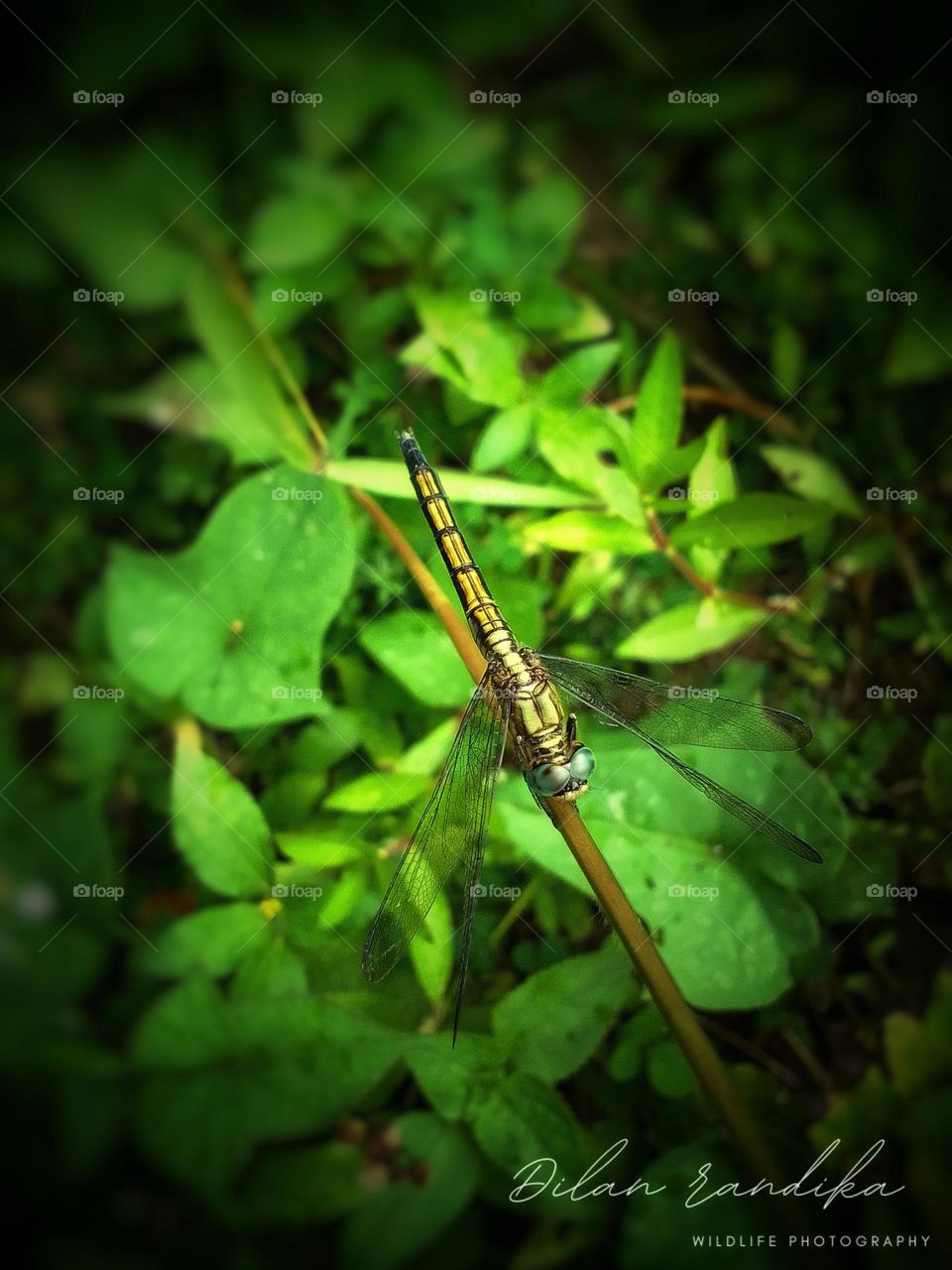 Sri lanka beautiful dragonfly