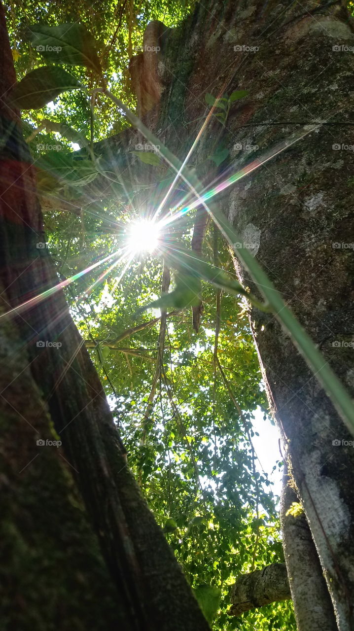 ENVIRONMENT BOTANICAL LANDSCAPE NATURE