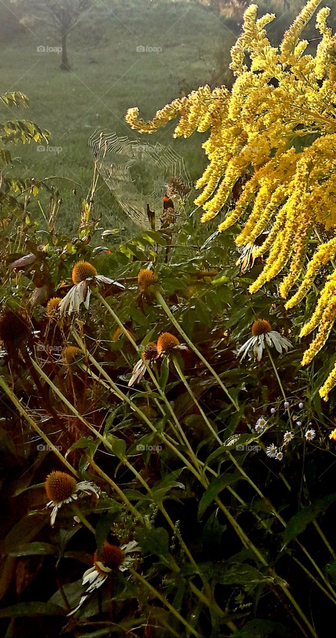 sun lit white echinacea   and goldenrod with spider's web at dawn