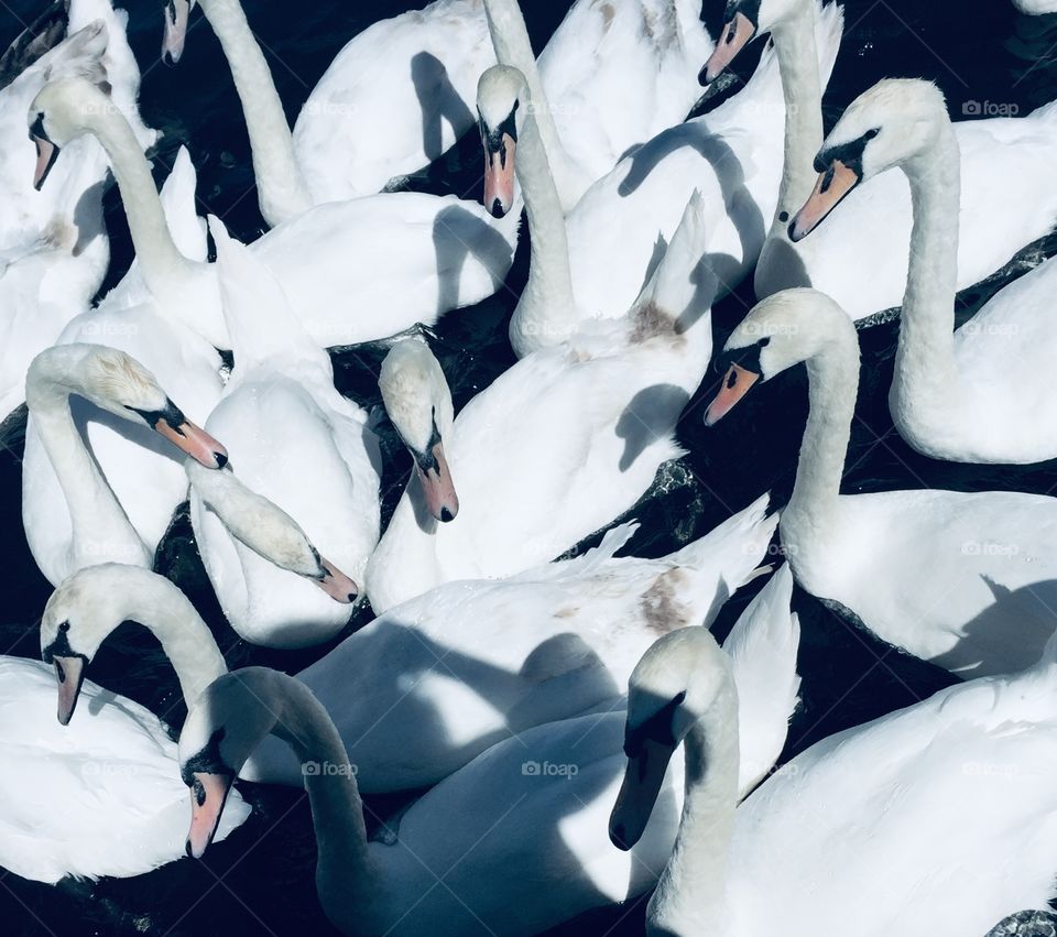 Swans