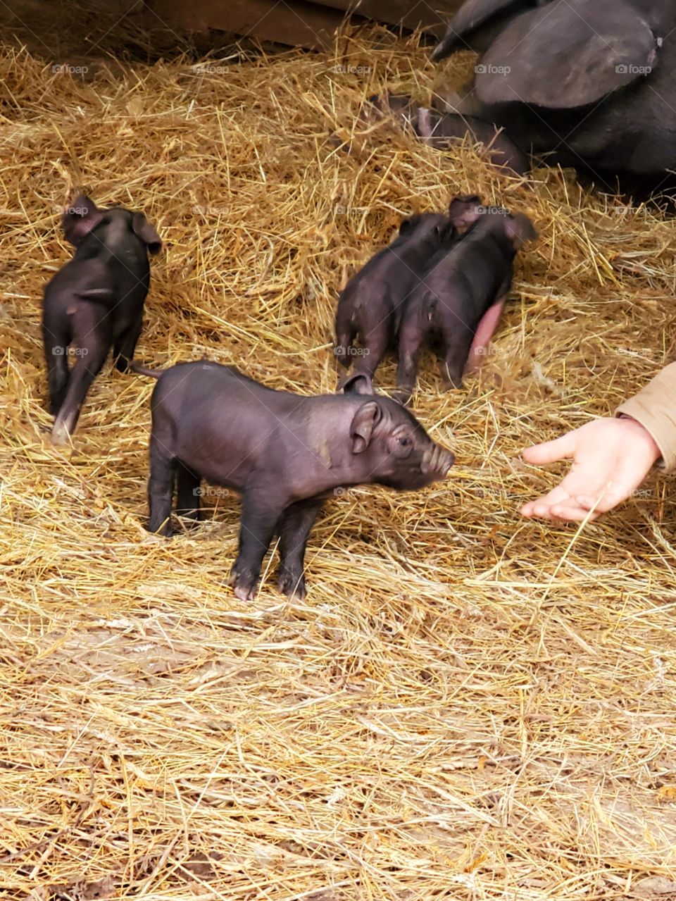 Piglets Meet Human