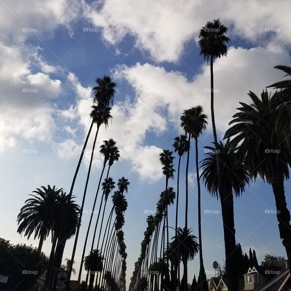 Morning Beauty in Los Angeles