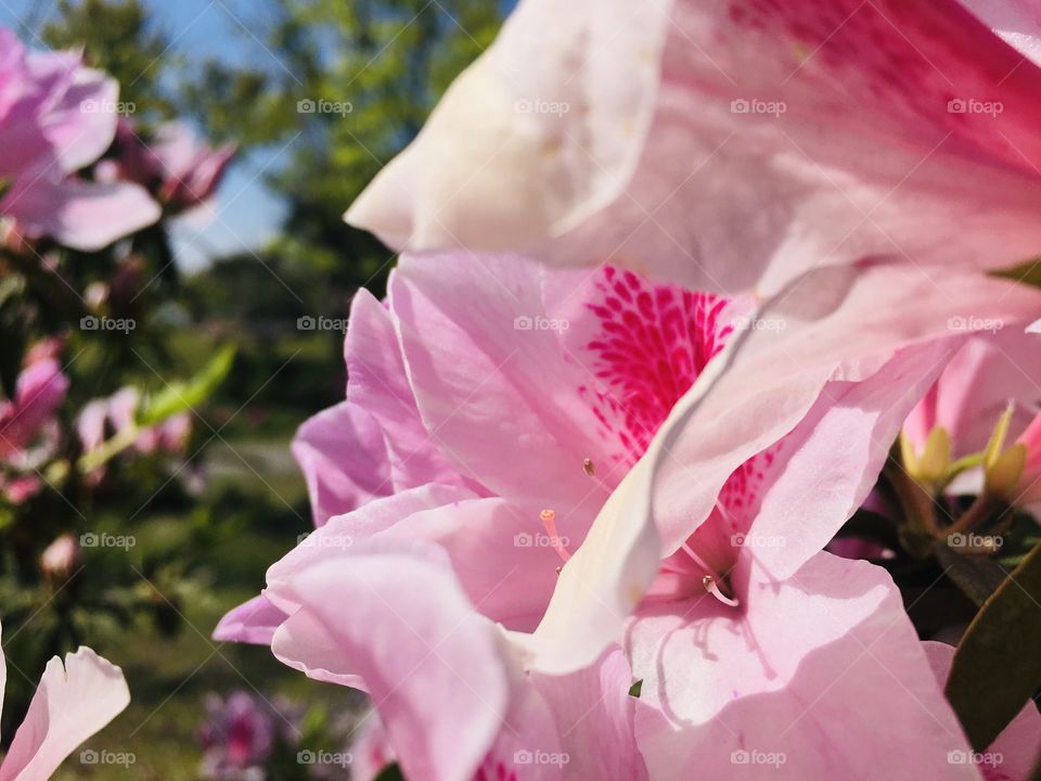 Azaleas are flowering shrubs in the genus Rhododendrons particularly the former sections Tsutsuji and Pentanthera. 