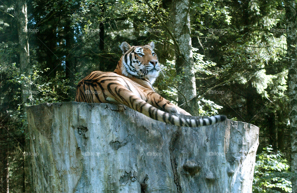 Siberian Tiger in park.