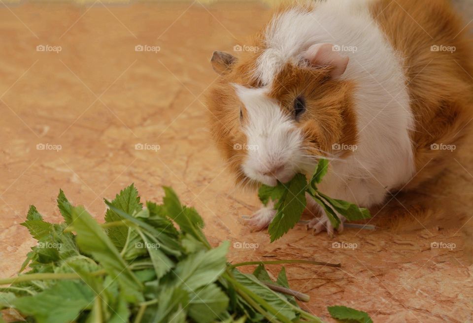 guinea pig pet eating green leaves, dinner time