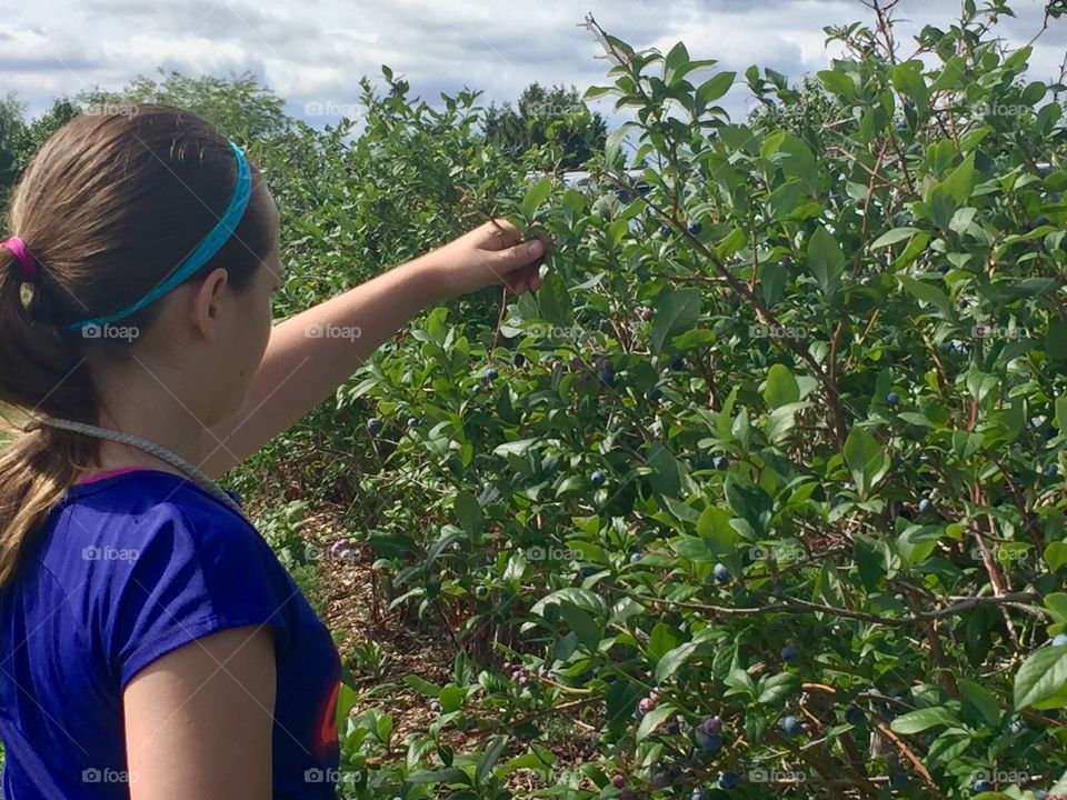 Picking blueberries 