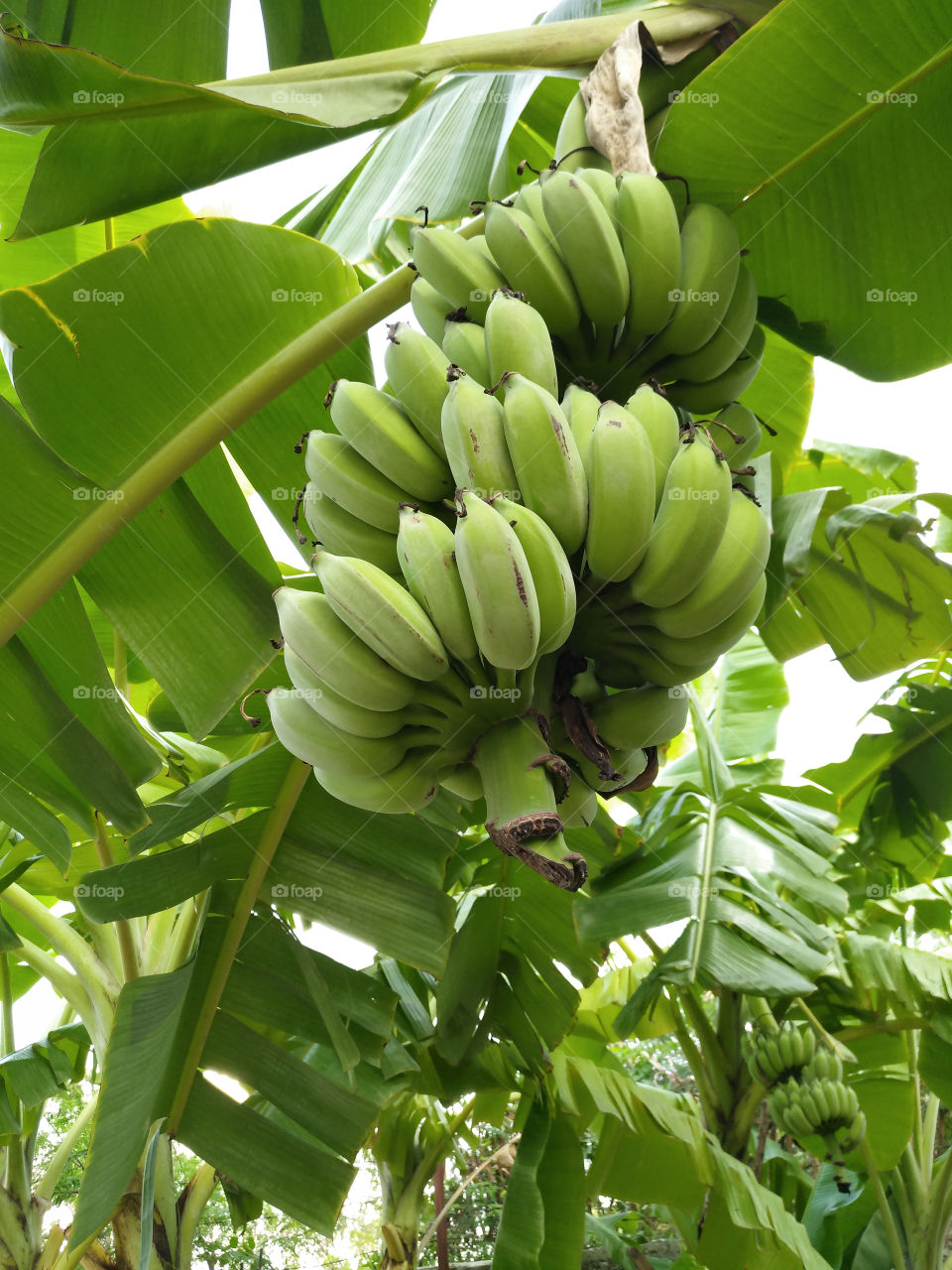 Green raw of Cultivated banana.