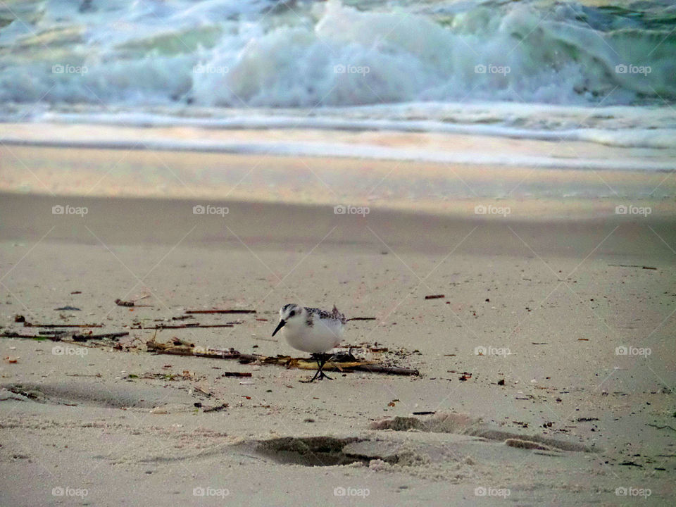 Beach Sandpiper
