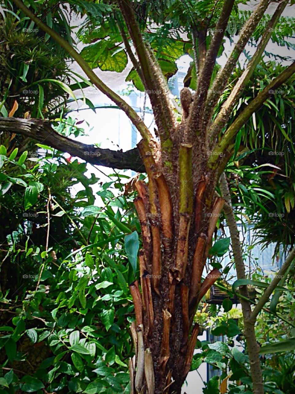 Interesting Tree. Different