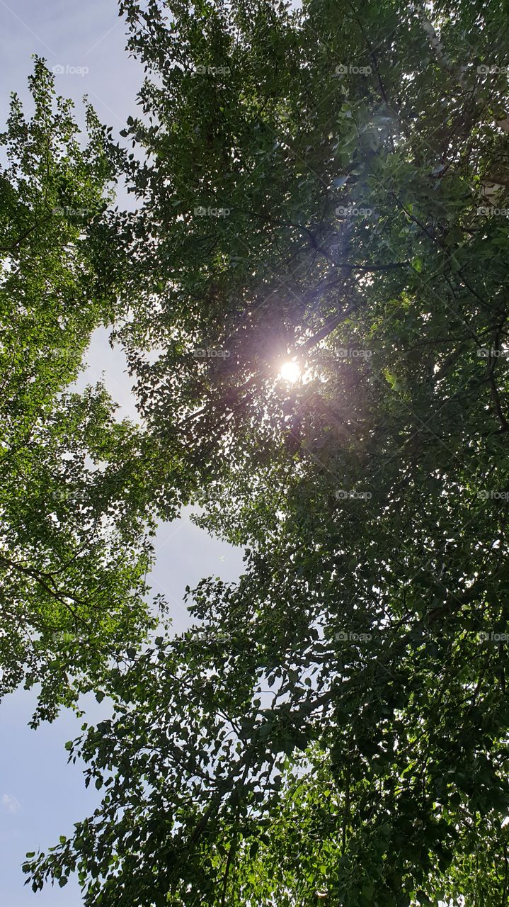 beautiful sun through the tree