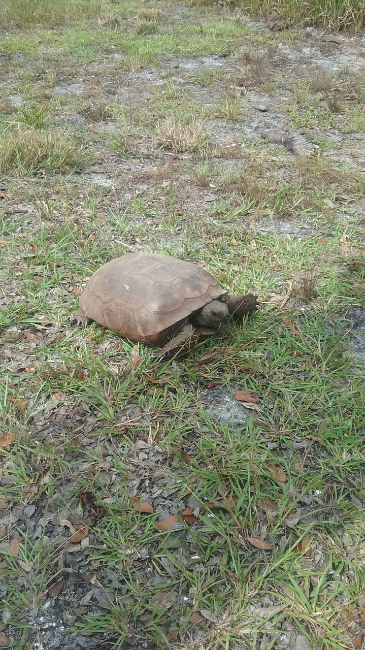Gopher Tortoise on a Trail in Englewood,  FL