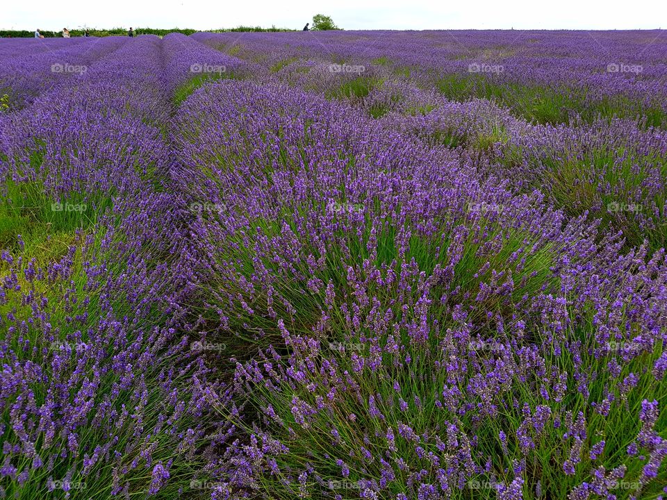 Lavender Field