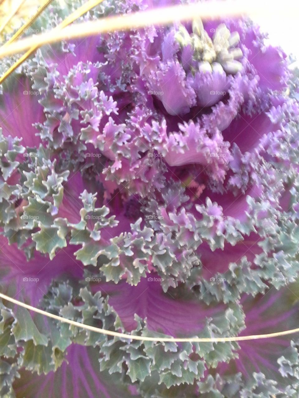 Purple Cabbage