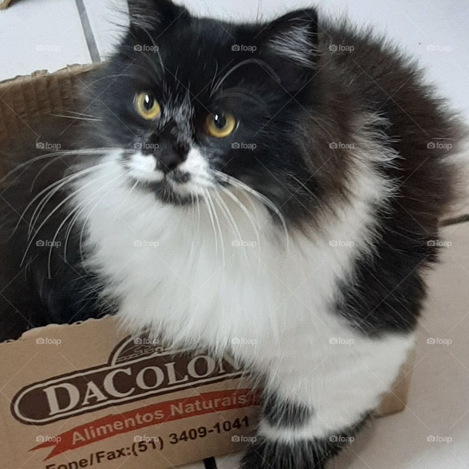 O Frajola adora uma caixa.