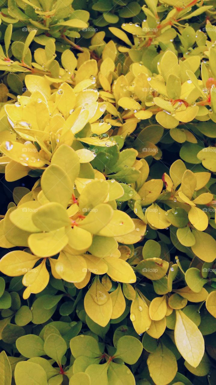 spring. flowers. beauty