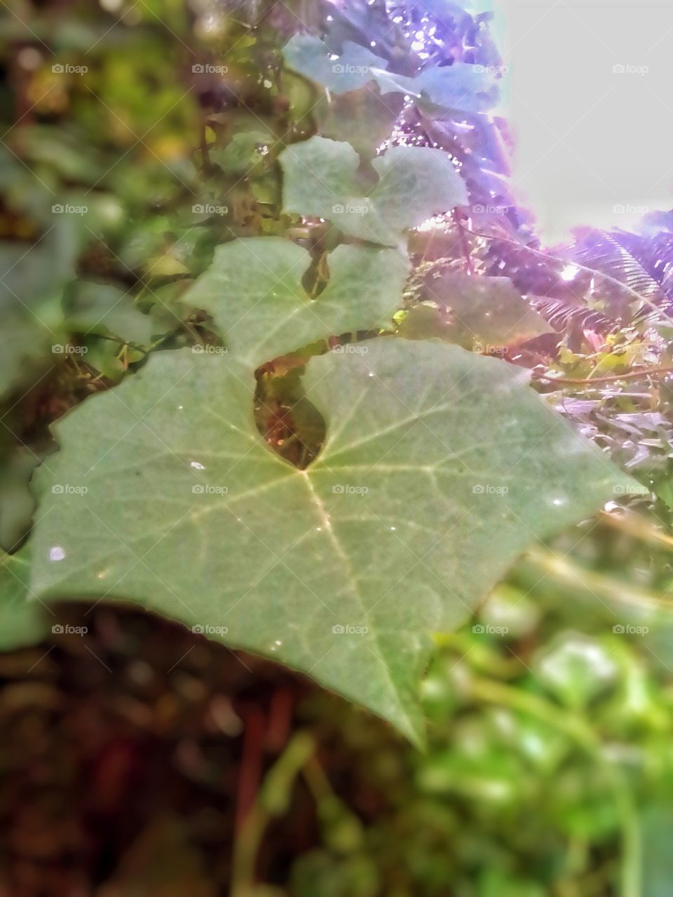 beautiful order of leaf