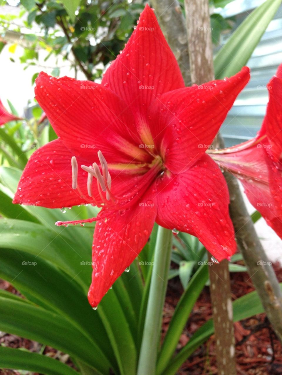 Amaryllis