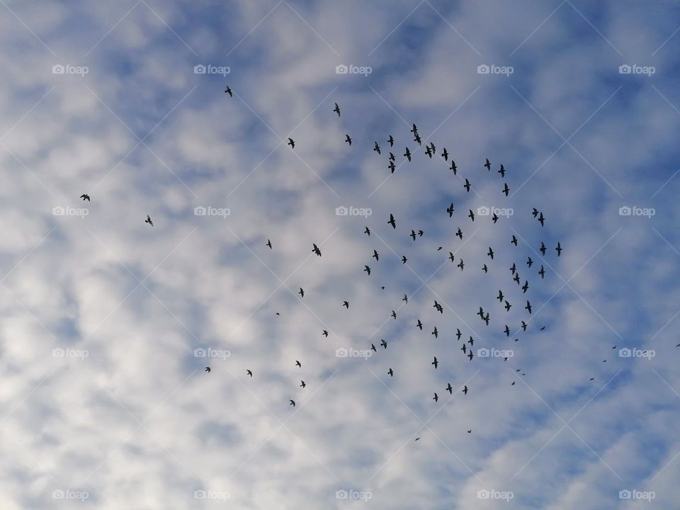 Autumn view of the sky