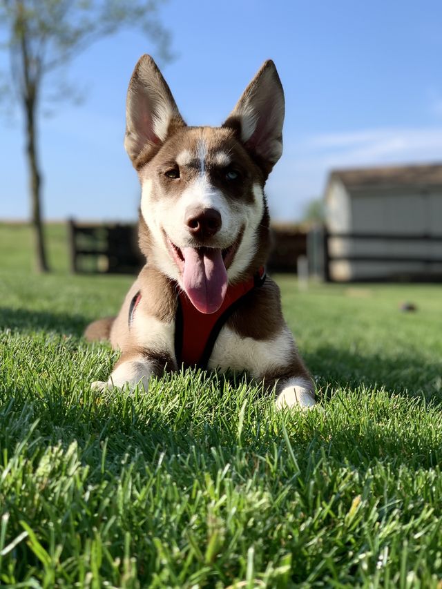 Puppy portrait 