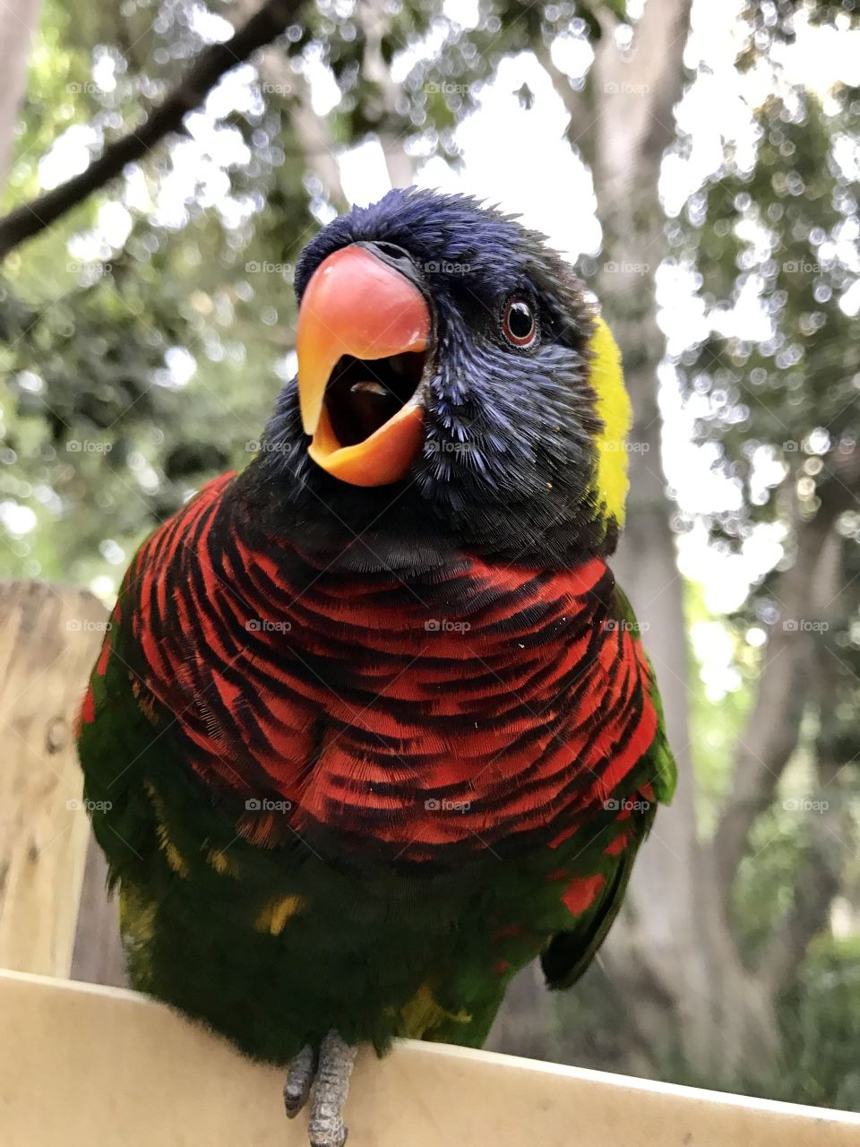 Funny lorikeet 