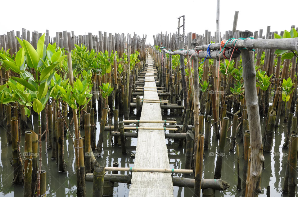 The walkway is made of concrete. For tourists to sea the mangrove forest.