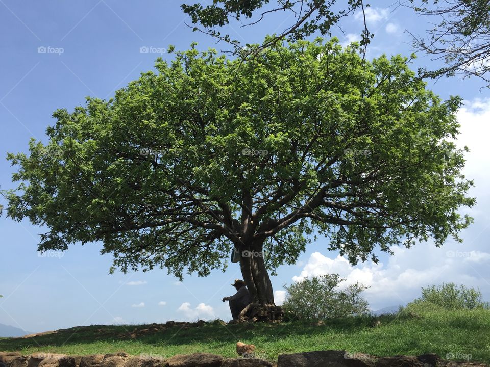 Tree. Jalisco, Mexico