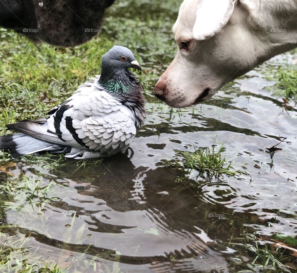 A Pigeon, Puddle, and Pit 