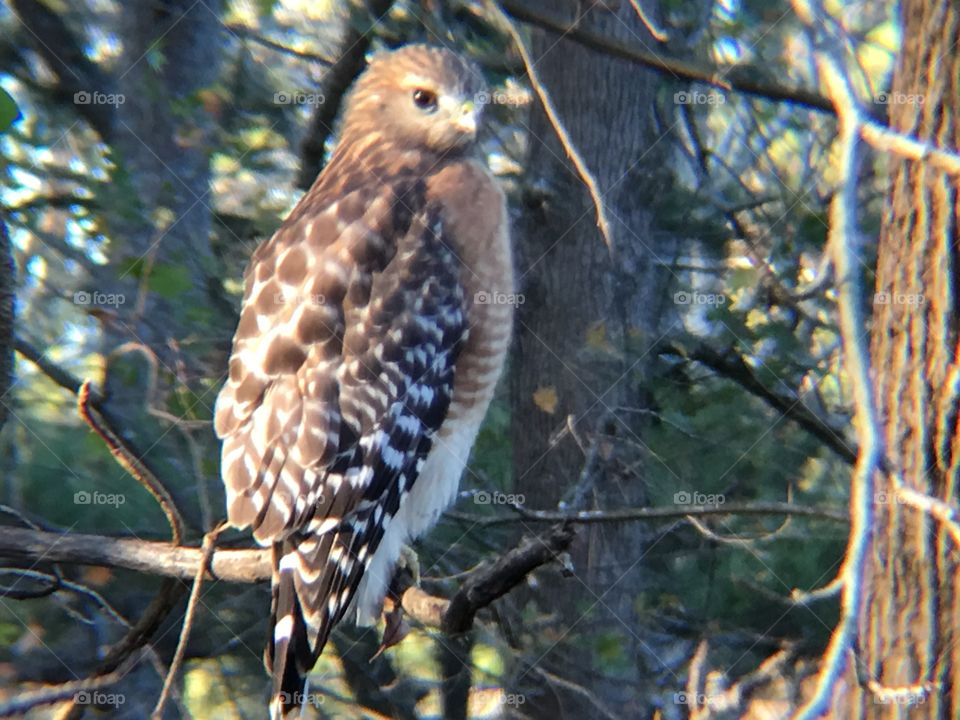 Hawk sitting on a branch.