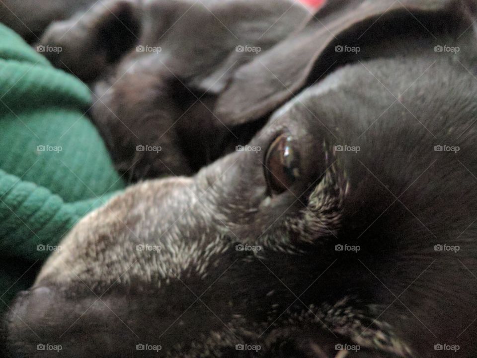 dachshund close up