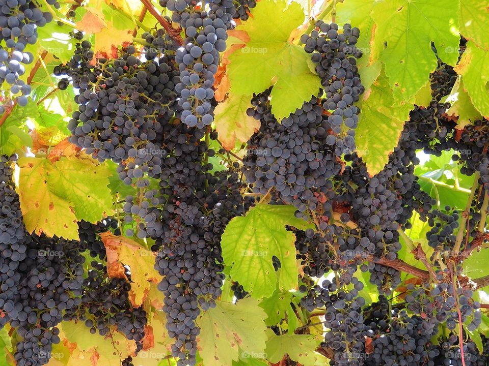 Grapes