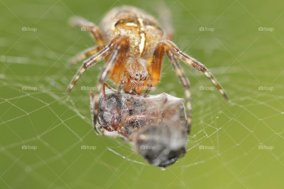 Close-up of spider with prey on web