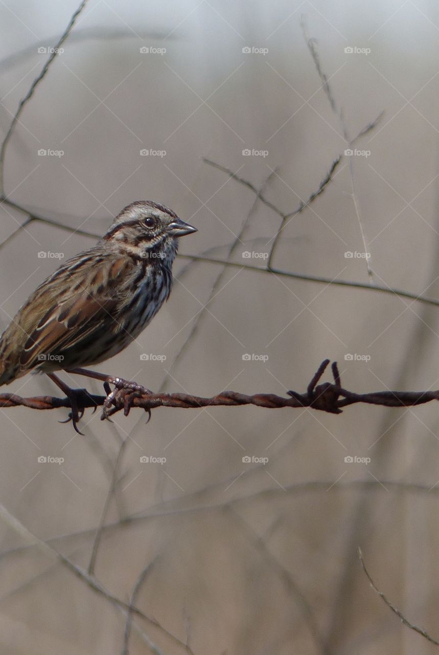 Silver beak songbird